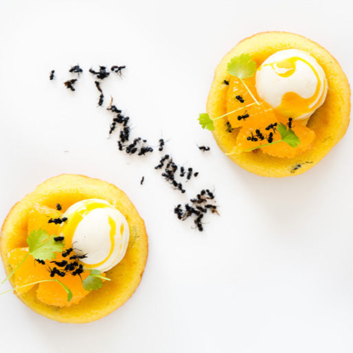 Dehydrated Tyrant Ants 5g