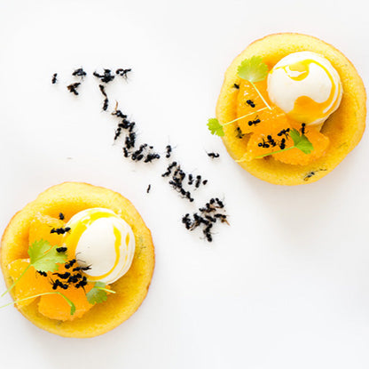 Dehydrated Tyrant Ants 5g